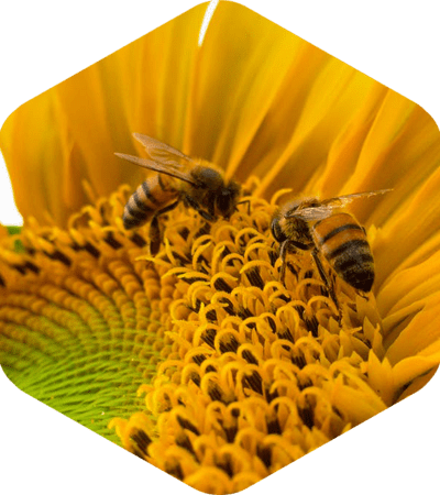 Bees gathering nectar at the flower